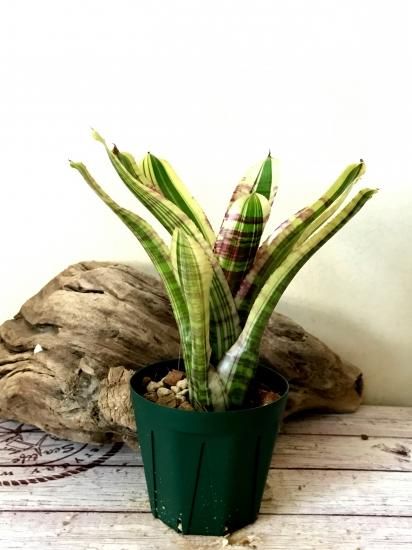 現品】ネオレゲリア・ジッポ Neoregelia Zippo【A】 - Frontier