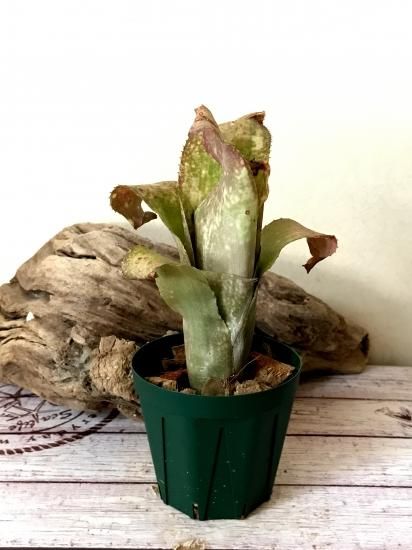 現品】ビルベルギア・テキーラサンセット Billbergia Tequila