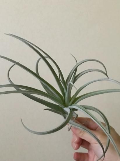 現品】チランジア・ライラックスパイアー T. Lilac Spire (T. duratii