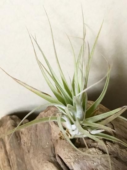 チランジア・シルバークイーン T. Silver Queen (T. jalisco-monticola