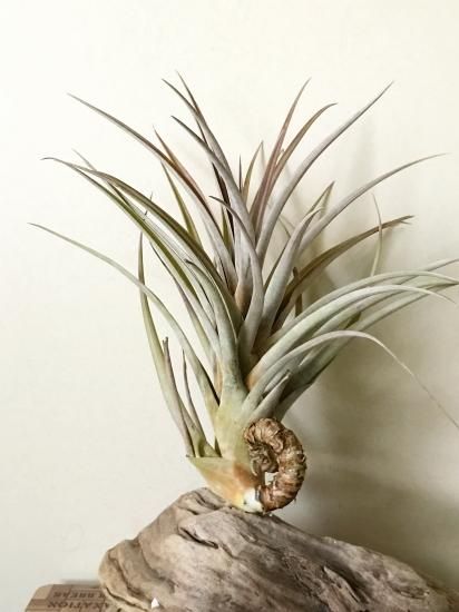 チランジアファシクラータ v.デンシスピカ x サブテレス