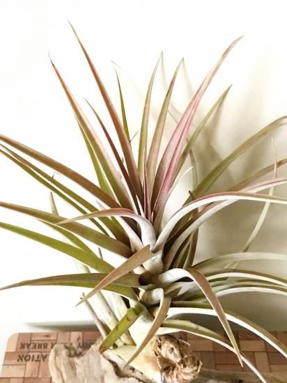 現品】チランジア・サブテレス T. subteres - Frontier Plants ONLINE