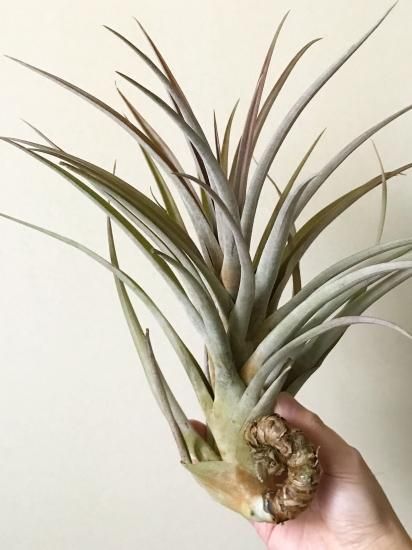 チランジア　ファシクラータ v.デンシスピカ x サブテレス チランジアファシクラータ v.デンシスピカ x サブテレス