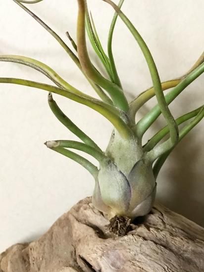 現品】チランジア・ザ パーフェクトブレンド T. The Perfect