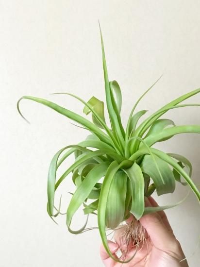 現品】チランジア・ストレプトフィラ×キセログラフィカ・カーリー