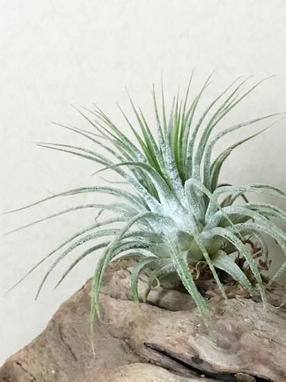 現品】チランジア・イオナンタ・ゼブリナ T.ionantha 'Zebrina
