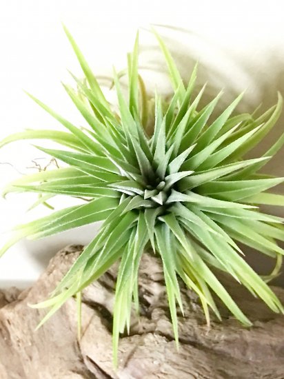 現品】チランジア・イオナンタ・カーリージャイアント T. ionantha