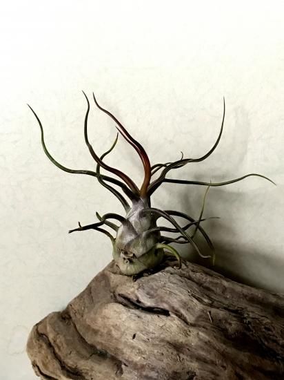 現品 チランジア ブルボーサ ベイビー T Bulbosa Baby Frontier Plants Online Store フロンティアプランツ オンラインストア 現品 チランジア ブルボーサ ベイビー T Bulbosa Baby Frontier Plants Online Store フロンティアプランツ オンラインストア