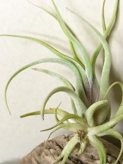 現品】チランジア・カプトメデューサ・ソノランスノー T.caput-medusae