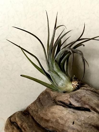 【現品】チランジア・ファーストプライズ T.First Prize (T. concolor Red Prince × T. ionantha Apretado)【A】 - Frontier Plants ONLINE STORE フロンティアプランツ オンラインストア