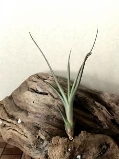 Frontier Plants ONLINE STORE フロンティアプランツ オンラインストア