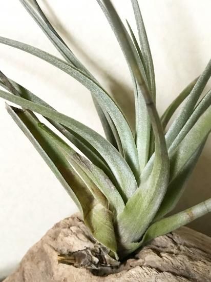 チランジア・ティリーデライト T.Tilly Delight (T. xiphioides × T