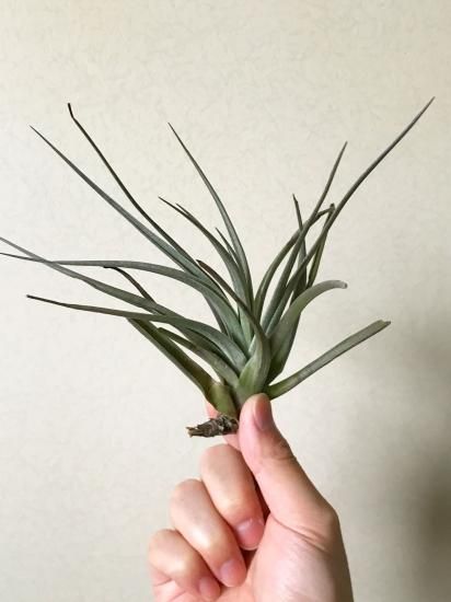 チランジア・ティリーデライト T.Tilly Delight (T. xiphioides × T