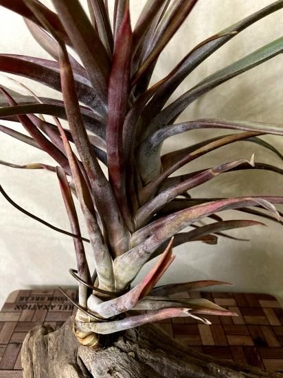 現品】チランジア・ノバキー Tillandsia novakii【A 現品】チランジア・ノバキー Tillandsia novakii【A