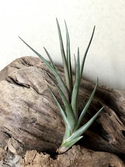 ゼチェリ　Tillandsia Tillandsia zecheri var. cafayatensis (入手時の名称です