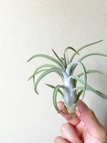 現品】チランジア・モルドールファイヤーT. Mordor Fire (T. intermedia X T. ionantha Fuego) - Frontier  Plants ONLINE STORE フロンティアプランツ オンラインストア