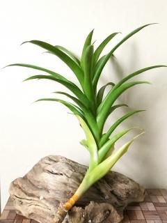 タンク系チランジア - Frontier Plants ONLINE STORE