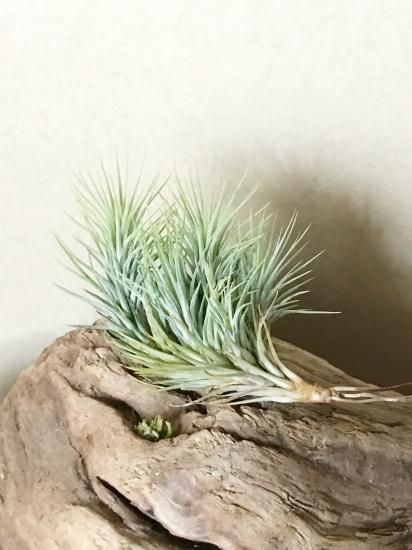 交渉ok (レア)チランジア　フンキアナ　6種類セット 交渉ok (レア)チランジア フンキアナ 6種類セット 交渉ok (レア