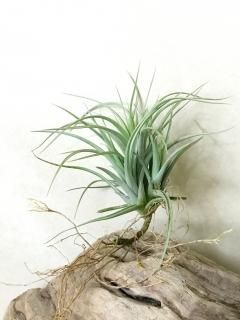 20201128 - Frontier Plants ONLINE STORE フロンティアプランツ