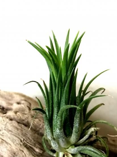 チランジア・イオナンタ・フエゴレッドジャイアント T. ionantha チランジア・イオナンタ・フエゴレッドジャイアント T. ionantha