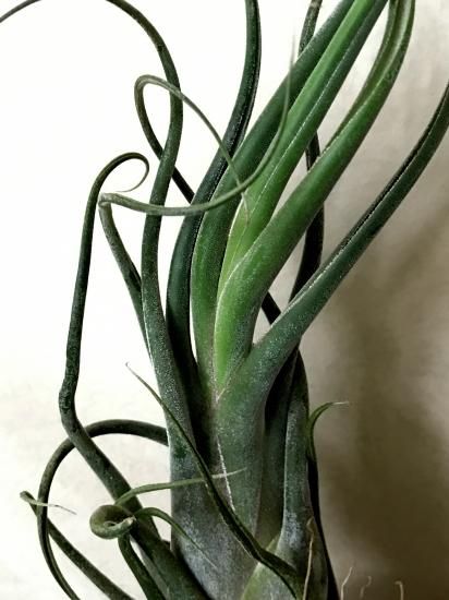 チランジア・セレリアナ×カプトメデューサ・パープル T