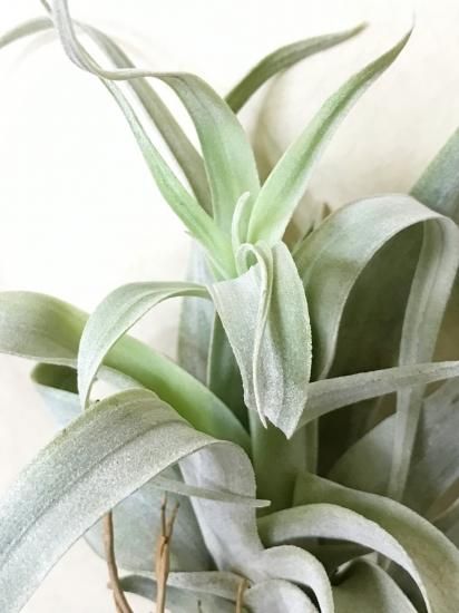 チランジア カルソニアエ × チアペンシス チランジア・カールソニアエ×チアペンシス T. carlsoniae x T