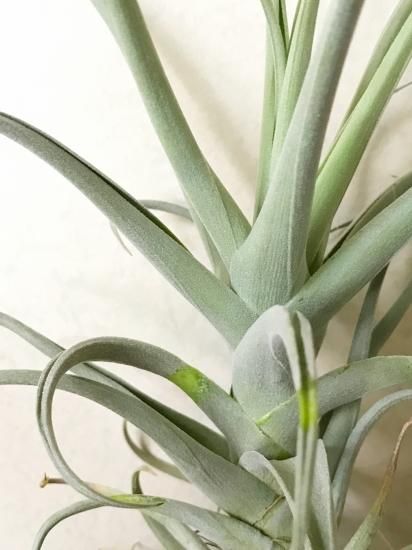 現品】チランジア・ドゥラティー×イキシオイデス T. duratii x T