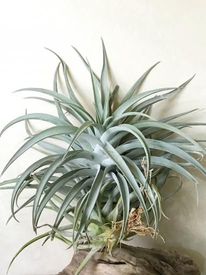 現品 チランジア ハリシー キセログラフィカ T Harrisii X T Xerographica Frontier Plants Online Store フロンティアプランツ オンラインストア