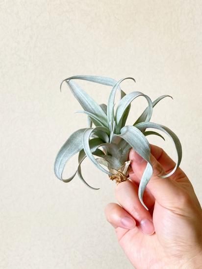 チランジア・カピタータ・ドワーフイエロー T. capitata Dwarf チランジア・カピタータ・ドワーフイエロー T. capitata Dwarf