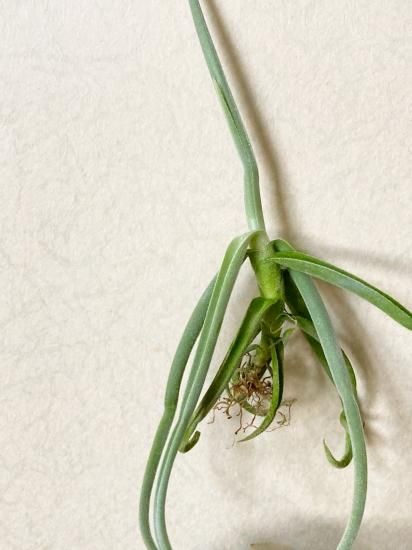 チランジア ドゥラティ ③ チランジア・ドゥラティー・シックリーフジャイアントクローン T