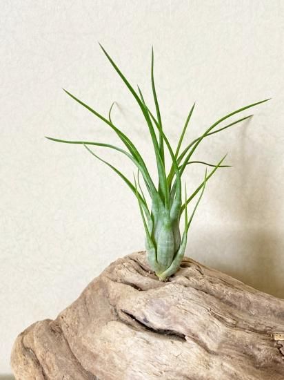 (税込) Tillandsia fragrans チランジア フラグランス 1（チランジア ブロメリア・エアープランツ