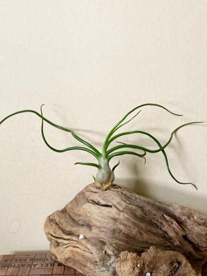 チランジア ブルボーサベリーズ T Bulbosa Belize Frontier Plants Online Store フロンティアプランツ オンラインストア チランジア ブルボーサベリーズ T Bulbosa Belize Frontier Plants Online Store フロンティアプランツ オンラインストア