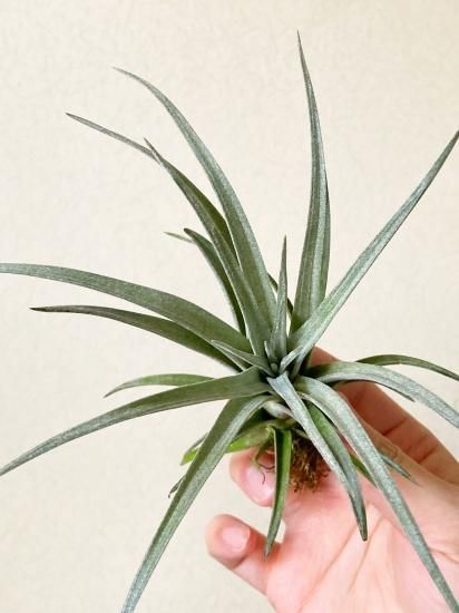 現品】チランジア・コパネンシス×サカパネンシス T. copanensis x