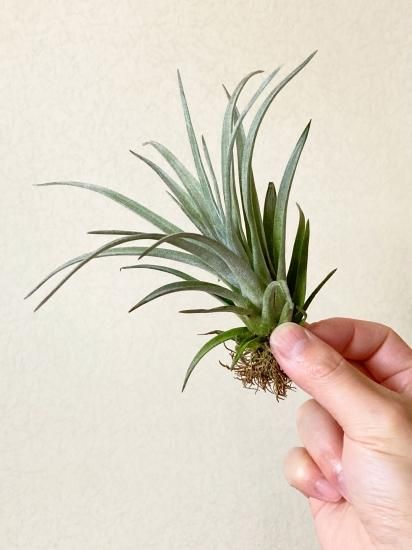 現品】チランジア・コパネンシス×サカパネンシス T. copanensis x