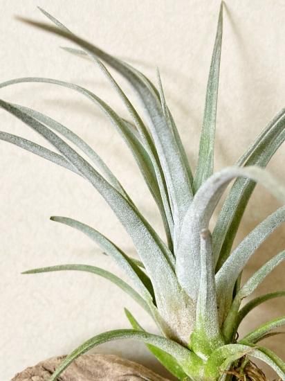 超特大　サカパネンシス 超特大 サカパネンシス