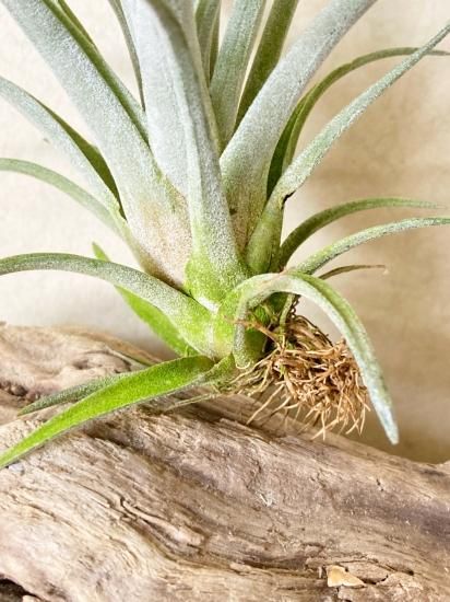 超特大　サカパネンシス 超特大 サカパネンシス