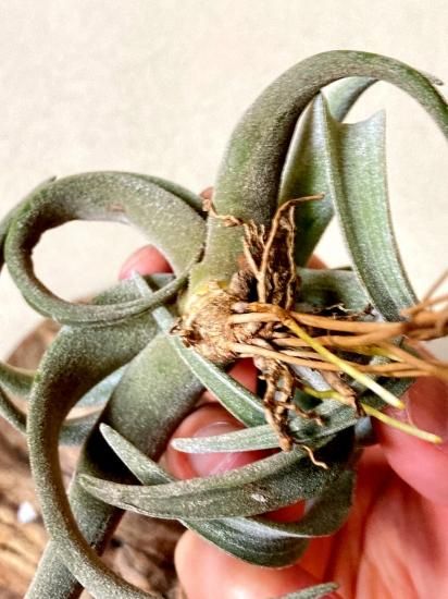 現品】チランジア・ラティフォリア・レウコフィラ T. latifolia