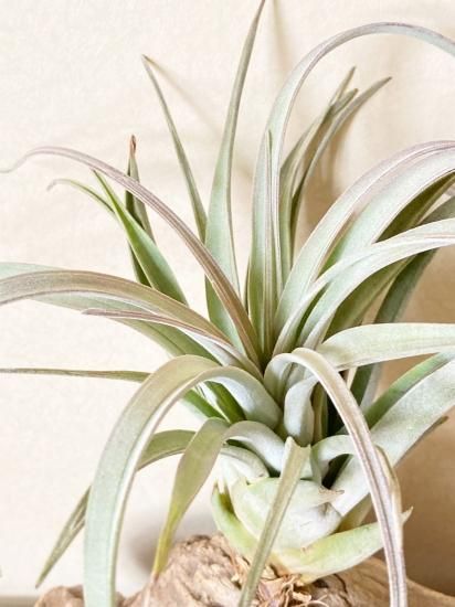 現品】チランジア・サカパネンシス T. zacapanensis【A