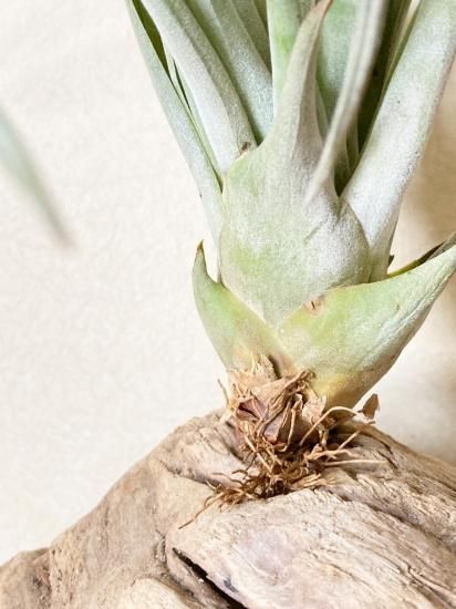 超特大　サカパネンシス 現品】チランジア・サカパネンシス T. zacapanensis【A