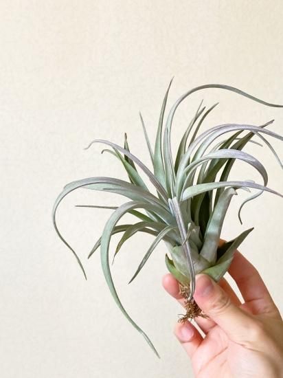 現品】チランジア・サカパネンシス T. zacapanensis【A】 - Frontier