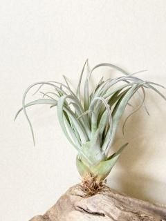 超特大　サカパネンシス 超特大 サカパネンシス 大型種 - Frontier Plants ONLINE STORE