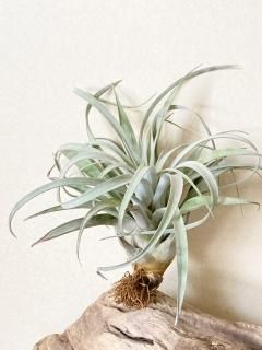 超特大　サカパネンシス 現品】チランジア・サカパネンシス T. zacapanensis【特大サイズ