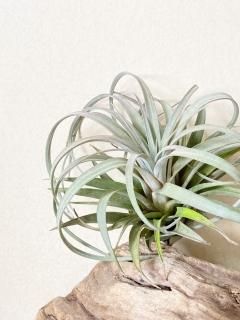 Y.Z - Frontier Plants ONLINE STORE フロンティアプランツ オンライン