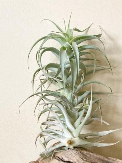 チランジア   流木仕立て　✨ コストコにて チランジア流木仕立てを発見！ 私…この手の子苦手