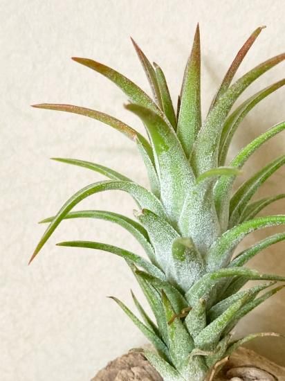 イオナンタ バンハイニンギー クランプ 08号 | air-plants TENGU-DO