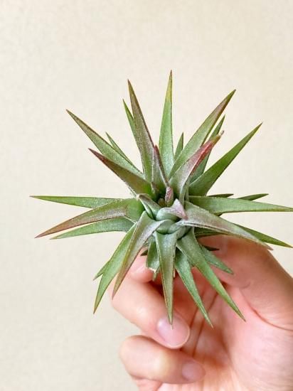 イオナンタ バンハイニンギー クランプ 08号 | air-plants TENGU-DO