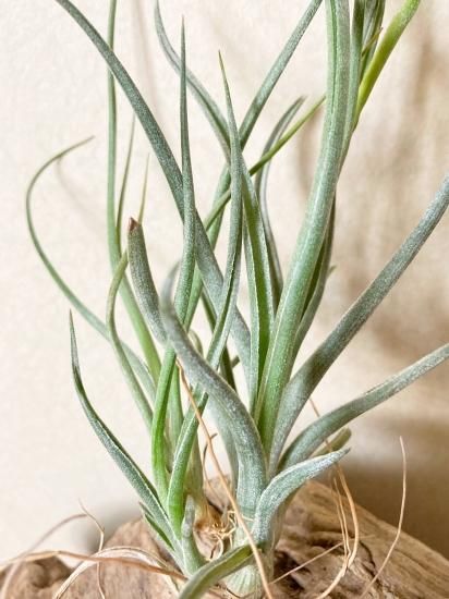 チランジア・ベイレイ T. baileyi （クランプ） - Frontier Plants