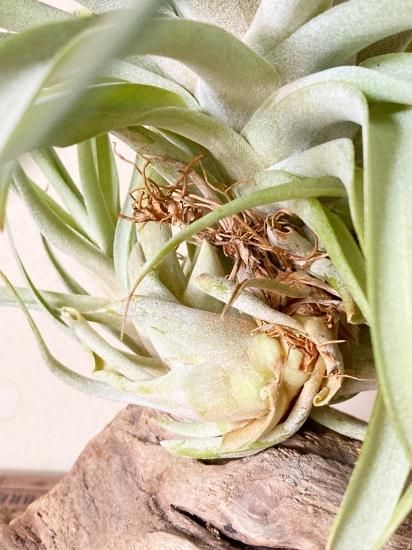 チランジア キセログラフィカ × ブラキカウロス チランジア・キセログラフィカ×ブラキカウロス Tillandsia