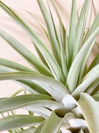 チランジア キセログラフィカ × ブラキカウロス ブラキカウロス × キセログラフィカ 14号 | air-plants TENGU-DO