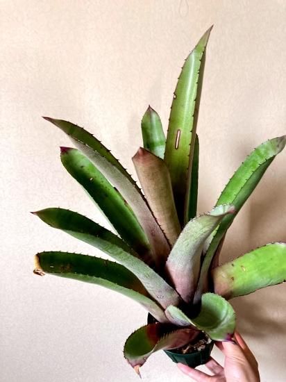 現品】ホヘンベルギア・パープルマジェスティー Hohenbergia